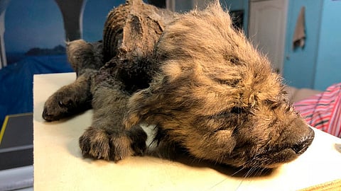 Los investigadores decidieron llamarlo “Dogor” que significa “amigo” en yakutian (Foto: S Fedorov)