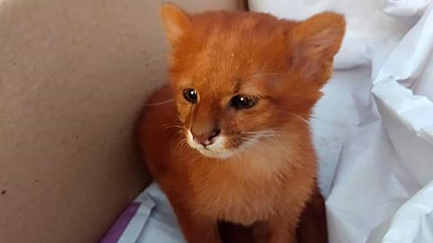 A la mujer le pareció ver un lindo gatito, sin embargo le salió pumita
(Foto: FB/FARA Fundacion Argentina de Rescate Animal)