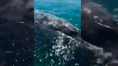 La ballena gris nace y se reproduce en las lagunas costeras de Baja California Sur (Foto: captura de pantalla)