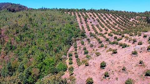 Se instalarán filtros para evitar el trasiego de la madera ilegal, en Uruapan, Morelia y Coalcomán (Foto: Cortesía)