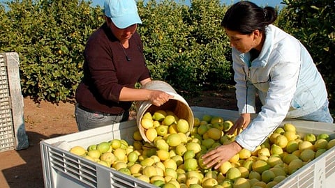Por once años consecutivos, Michoacán es líder nacional en el valor de la producción, al exportar más de un millón 300 mil toneladas de agro productos a 45 países del mundo (Foto: Cortesía)