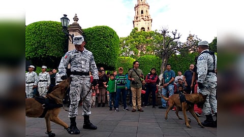 Habilidades de perros entrenados para la detección de conductas delictivas (Foto: Fátima Miranda)