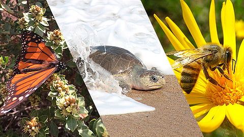 La entidad cuenta con 224 especies endémicas (Foto Especial)