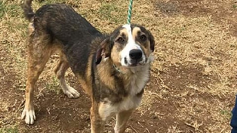 El coronavirus que afecta a los perros es una cepa muy diferente que no es transmitida al ser humano (Foto: Cortesía)