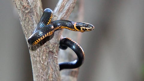 La culebra de collar no está considerada en las listas de especies en riesgo (Foto: Cortesía)