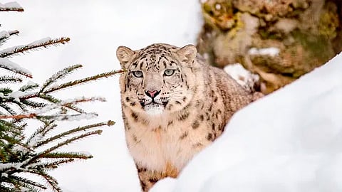 En el mundo quedan menos de 7 mil 500 de estos animalitos (Foto: @ONU_es)