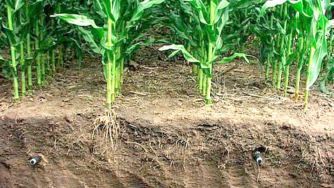Compostas y lombricompostas, más los insumos elaborados por académicos y científicos de Chapingo y del Instituto Politécnico Nacional, forman parte del paquete (Foto Cortesía)