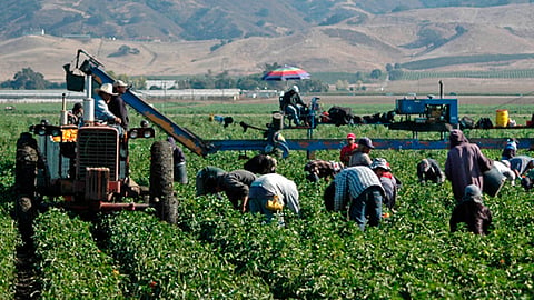 En este programa se autorizan en promedio 27 mil visas por temporada (Foto: foodispower.org)