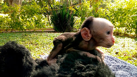 El macaco nació el pasado 31 de diciembre de 2019 (Foto: Cortesía)