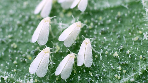 Expertos del INIFAP estudian metodologías adecuadas para cuantificar el grado de afectación que provocan las poblaciones de esta plaga (Foto: seminis.mx)