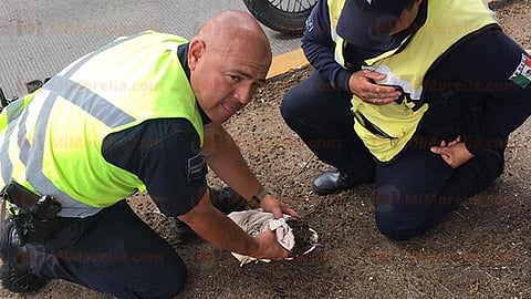 El águila fue llevada al Zoológico de Morelia (Foto: Red 113)