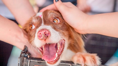 Reducción de adopciones entre 30% y 70%
35 casos de maltrato y crueldad animal investiga la FGE (Foto: Ilustrativa)