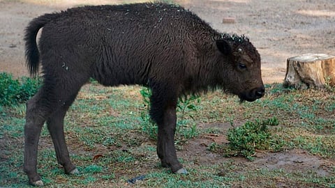 El crío nació con un peso de 30 kilogramos aproximadamente (Foto: Zoológico de Morelia)