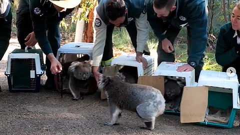 Los koalas Jed, Scully, Billa, Gulu y Yellow, regresaron a su hogar (Foto IG: @actparks)