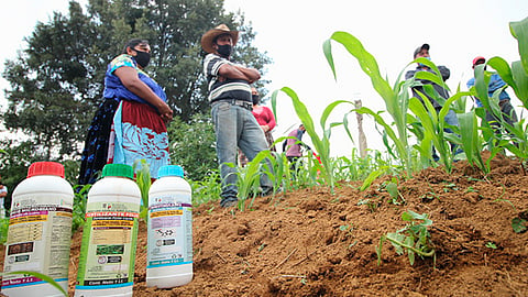 Necesario fortalecer el sistema radicular de las plantas y agregar nutrientes al suelo, como nitrógeno, de manera natural (Foto Cortesía)