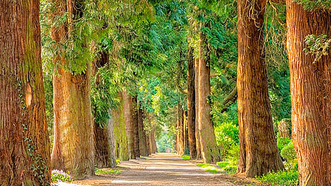 Los árboles son de gran relevancia y en todo el mundo se les celebra, durante julio se considera el mes para esta conmemoración (Foto Pixabay.com)