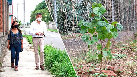 Se busca transformar las avenidas y calles para que sean espacios donde gracias a las plantas florales los insectos polinizadores proliferen, recordó Ricardo Luna (Foto Cortesía)