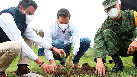 En zonas periurbanas es recomendable plantar fresnos (Foto: Cortesía)