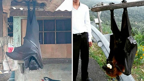 Los habitantes de la zona lo relacionan con el diablo por lo que frecuentemente es quemado vivo y asesinado sin motivo (Foto Twitter: @Viraljodas)