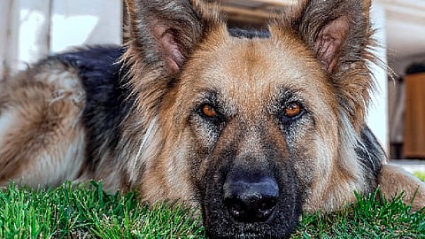 Se dio a conocer que Buddy también tenía linfoma, lo cual pudo haber agravado su condición y causarle la muerte (Foto ilustrativa: pixabay)