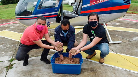 Se realizó la dispersión aérea de semilla en las hectáreas afectadas por incendios (Foto: Cortesía)