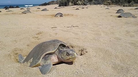 Se recomienda llegar con cubrebocas a ver el espectáculo y mantener la sana distancia (Foto: Red 113)