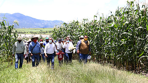 En Contepec, plantas de maíz forrajero superaron los 3 metros de altura; hay más de 500 hectáreas cultivadas en este municipio bajo el esquema agroecológico (Foto Cortesía)