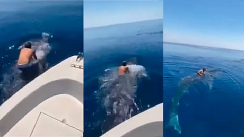 El hombre coloca sus piernas a los costados y sostiene al tiburón de su aleta dorsal (Foto: fotograma YouTube/ pineqfree)