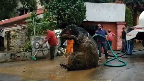 Autoridades capitalinas los sorprendieron cuando estaban lavando a la rata, que tiene 10 años con su familia (Foto: captura TW/ @NatalieDeRosas)