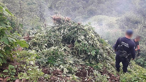 Sobre la localidad La Cofradía elementos de seguridad encontraron el plantío (Foto: cortesía)