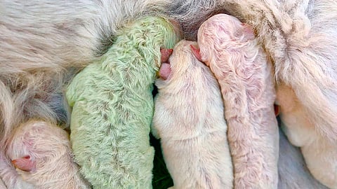 El perrito de pelo verde no tendrá para siempre este color (Foto Facebook: Cristian Mallocci)
