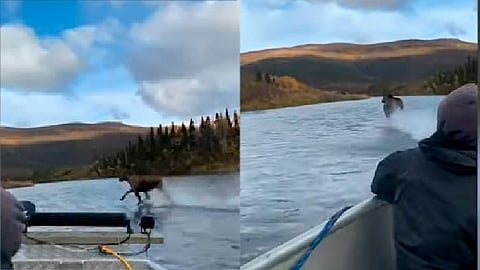En las imágenes se ve al alce moverse con mucha facilidad sobre el agua (Foto: fotograma Youtube/
Videlo)