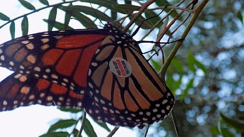Esta mariposa fue etiquetada el pasado 23 de septiembre (Foto: FB/ViveroElLince)
