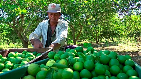 En Michoacán son mil 576 mujeres cabezas de familia las que se dedican al cultivo del limón, además de 4 mil 831 hombres (Foto: cortesía)