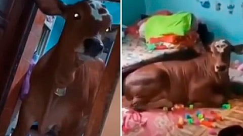 La vaca creció junto a un perro (Foto YouTube: captura de pantalla/Información al extremo)