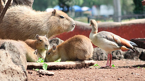 En el Zoológico son alrededor de 400 especies y más de 2 mil animales (Foto Facebook: Zoológico de Morelia)