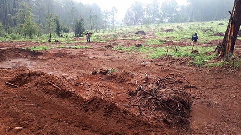 En Michoacán se tienen identificadas 139 mil hectáreas de cultivo de aguacate, la mayor parte en zona forestal donde se denunció cambio de uso de suelo (Foto: semaccdet.michoacan.gob)