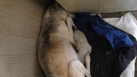 Gris, era el nombre del perrito que anteriormente había sido rescatado de la calle (Foto FB: Christian Vianey Paz)