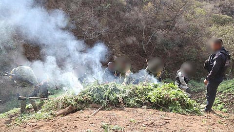 El personal procedió a tomar las muestras respectivas del plantío y enseguida se realizó la incineración de la citada hierba (Foto: cortesía)