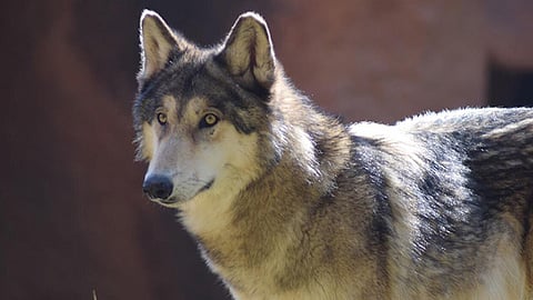 El zoológico ya había cerrado sus puertas en marzo de 2020 debido a la pandemia (Foto: Cortesía)