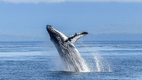 Según los biólogos de la Semaccdet, esta especie cada año viaja para alimentarse y reproducirse y es común verlas en la Costa michoacana (Foto Pixabay.com)