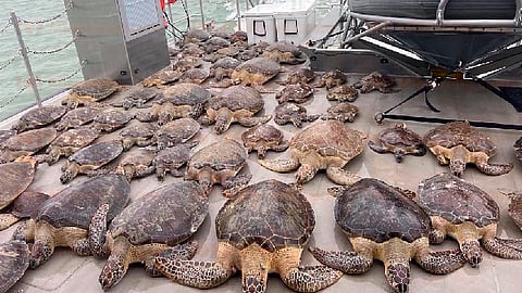 De no ser rescatadas, las tortugas marinas hubieran permanecido varadas inmóviles (Foto FB: Biolovers)