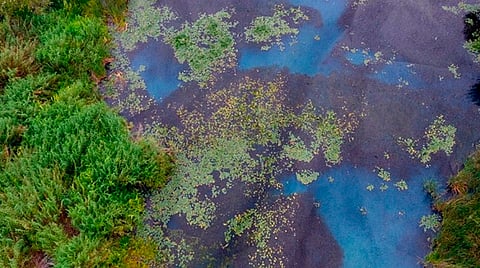 El 2 de febrero se festeja el Día Mundial de los Humedales, que recuerda la importancia de su conservación (Foto: Semaccdet)