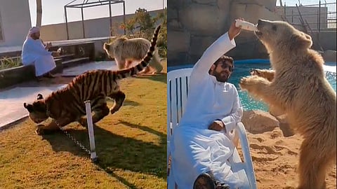 Muchos internautas criticaron este hecho y acusaron al joven de crueldad animal (Foto: fotograma TikTok/@humaidalbuqaish)