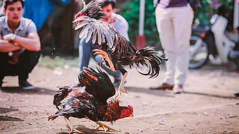 En India están prohibidas las peleas de gallo (Foto: ilustrativa/Pixabay)