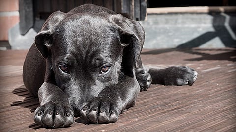 Dichas cirugías generan dolor y sufrimiento innecesario en los animales (Foto: Ilustrativa)