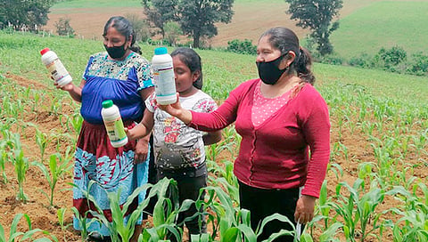 En año y medio se ha impactado en alrededor de 20 mil hectáreas, llegando a más de 77 municipios en 42 cultivos; se distribuyeron más de 270 mil litros de bio insumos (Foto Cortesía)
