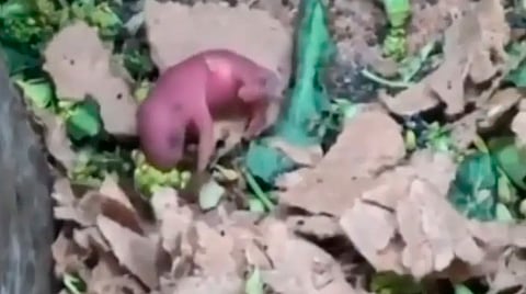Usuarios expresaron que les provocó nauseas ver que los roedores estaban sobre los alimentos (Fotograma TikTok: @joealvarez)