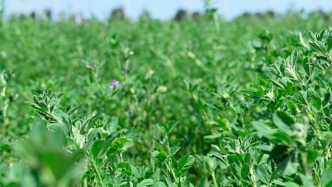A nivel nacional, se cultiva una superficie de 387 mil 004 hectáreas, con una producción de 33 millones 711 mil 846 toneladas (Foto Cortesía)