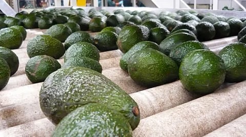Niega Apeam cobro de piso a productores de aguacate en Tancítaro